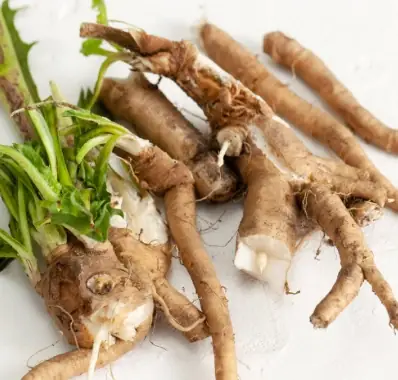 Chicory root inulin